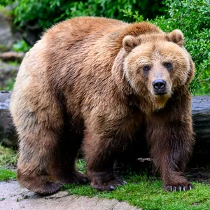 Braun-Bär