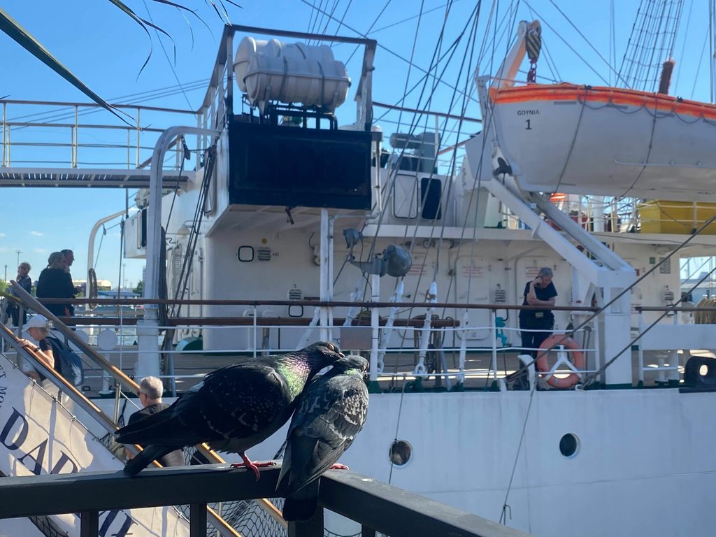 Tauben vor Schiff
