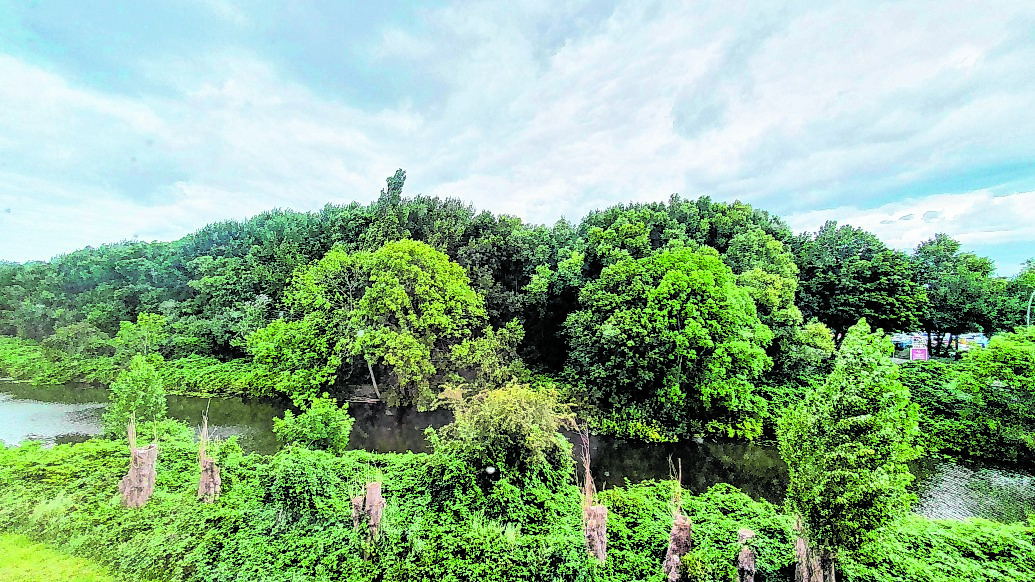 Wilder Wald Wilhelmsburg