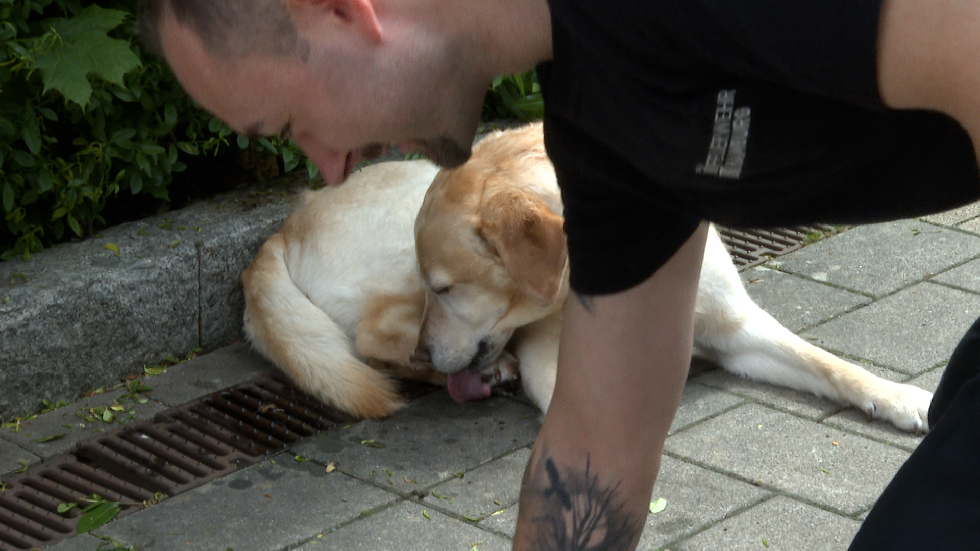 Hund bleibt mit Pfote in Bodengitter steckten – Feuerwehr rückt an und befreit das Tier mit Spüli
