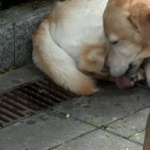 Hund bleibt mit Pfote in Bodengitter steckten – Feuerwehr rückt an und befreit das Tier mit Spüli