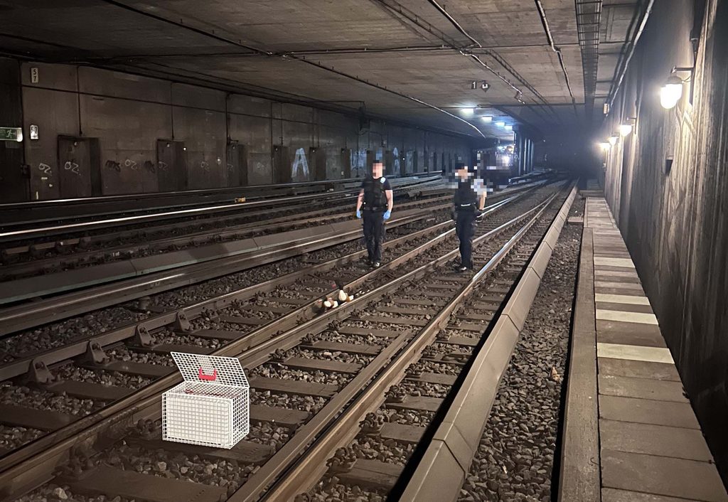 Entenfamilie im S-Bahntunnel legt Zugverkehr lahm – Bundespolizisten retten die Tiere