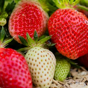 Erdbeeren
