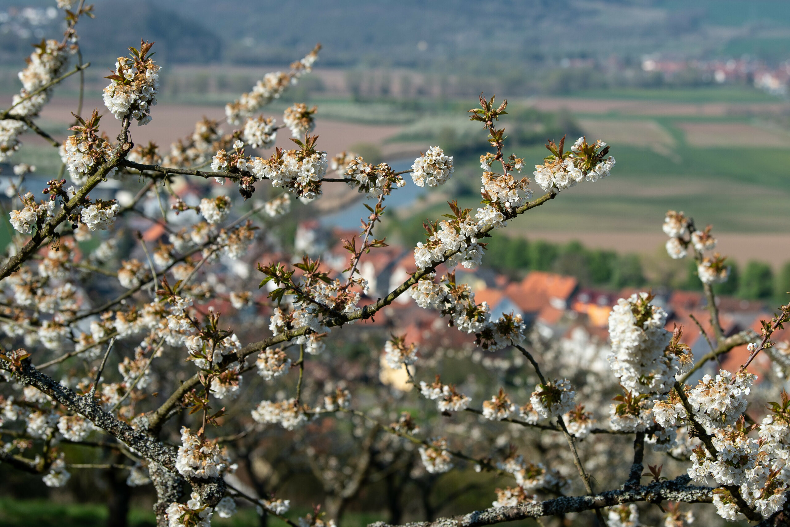 Kirschbaum