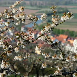 Kirschbaum