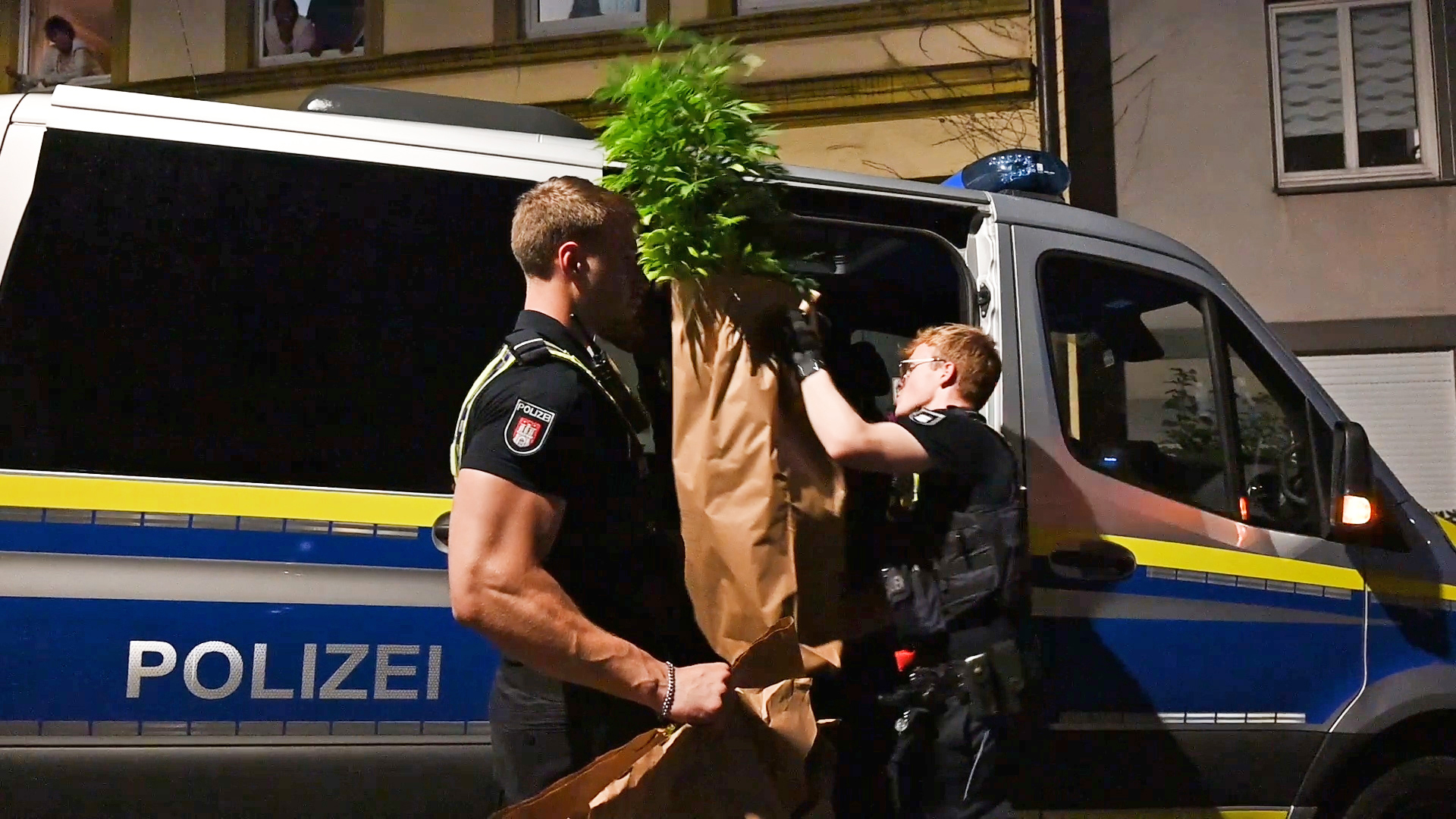 Die Polizei verlädt Cannabispflanzen
