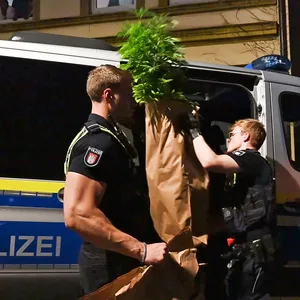 Die Polizei verlädt Cannabispflanzen