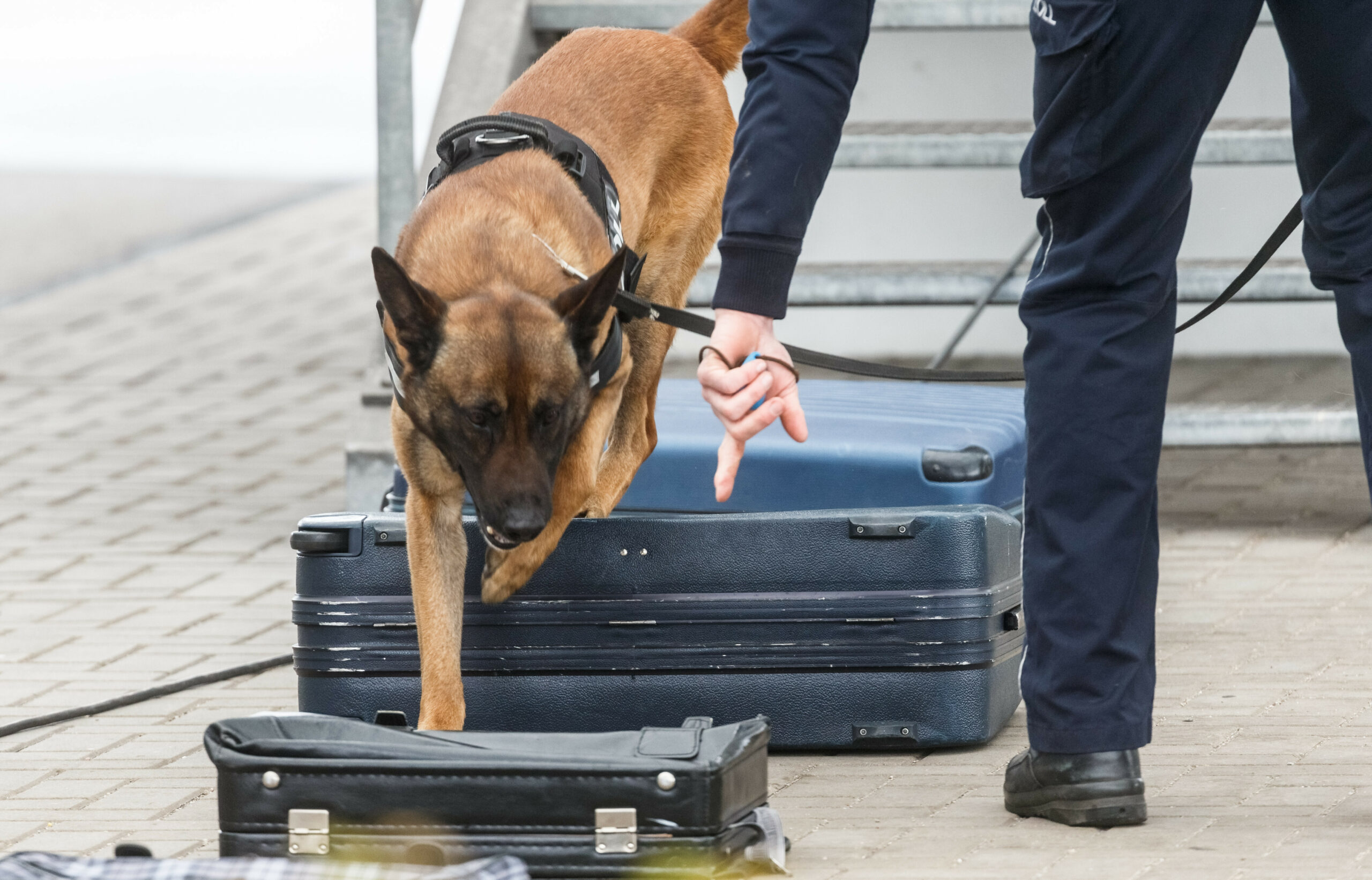 Ein Drogenspürhund kontrolliert Gepäck