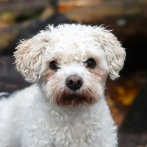 Der kleine Hund Bodhi aus dem Franziskus Tierheim in Hamburg.