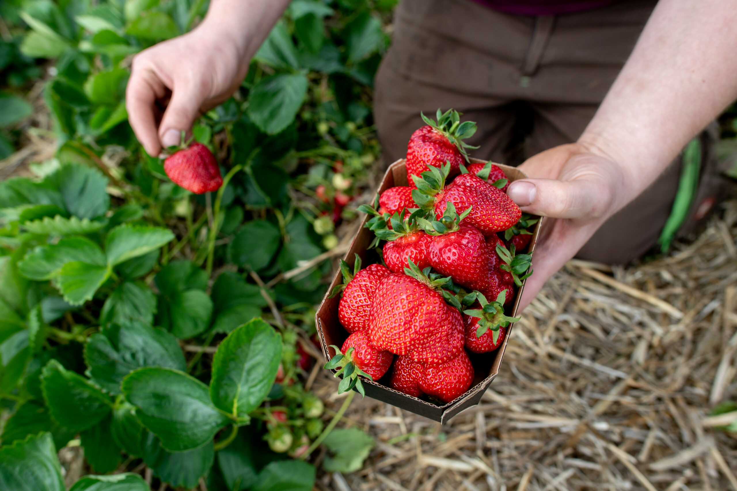 Mensch glückt Erdbeeren auf einem Erdbeerfeld