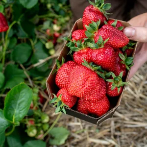 Mensch glückt Erdbeeren auf einem Erdbeerfeld