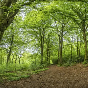 Wald