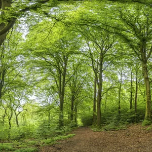 Wälder