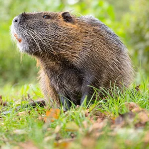 Ein Nutria steht im Gras (Symbolbild).