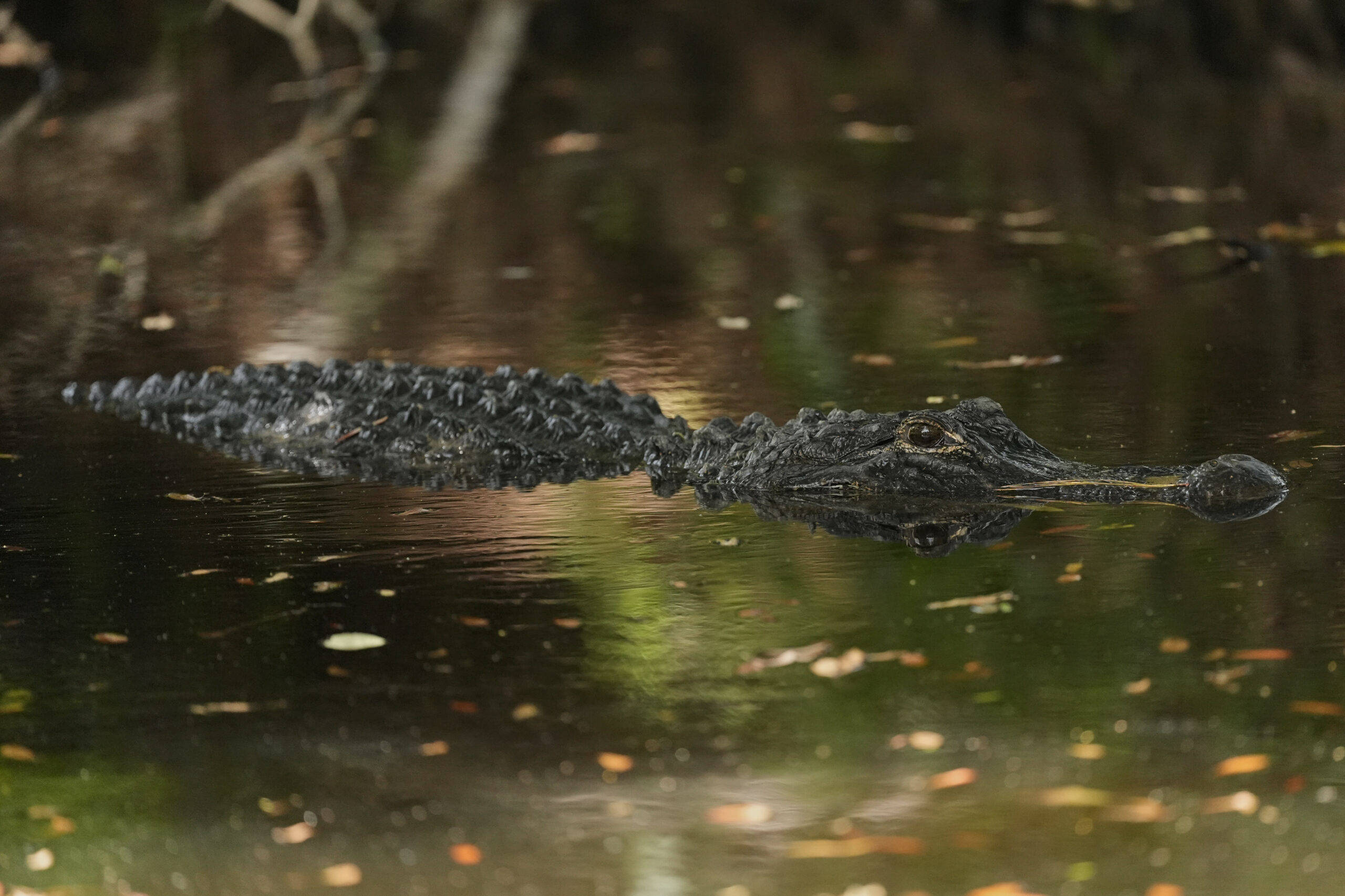 Alligator im Wasser