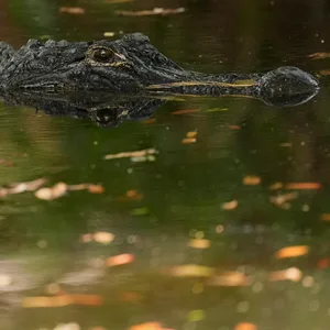 Alligator im Wasser