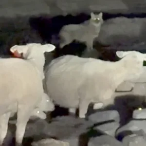 Seit Mai 2025 tötet der Goldschkal auf der Nordseeinsel immer wieder Lämmer und Schafe. (Aufnahme einer Wildtierkamera)