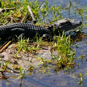 Bei dem Alligator handelt es sich den Videoaufnahmen zufolge um ein 80 bis 100 Zentimeter großes Jungtier (Symbolfoto).