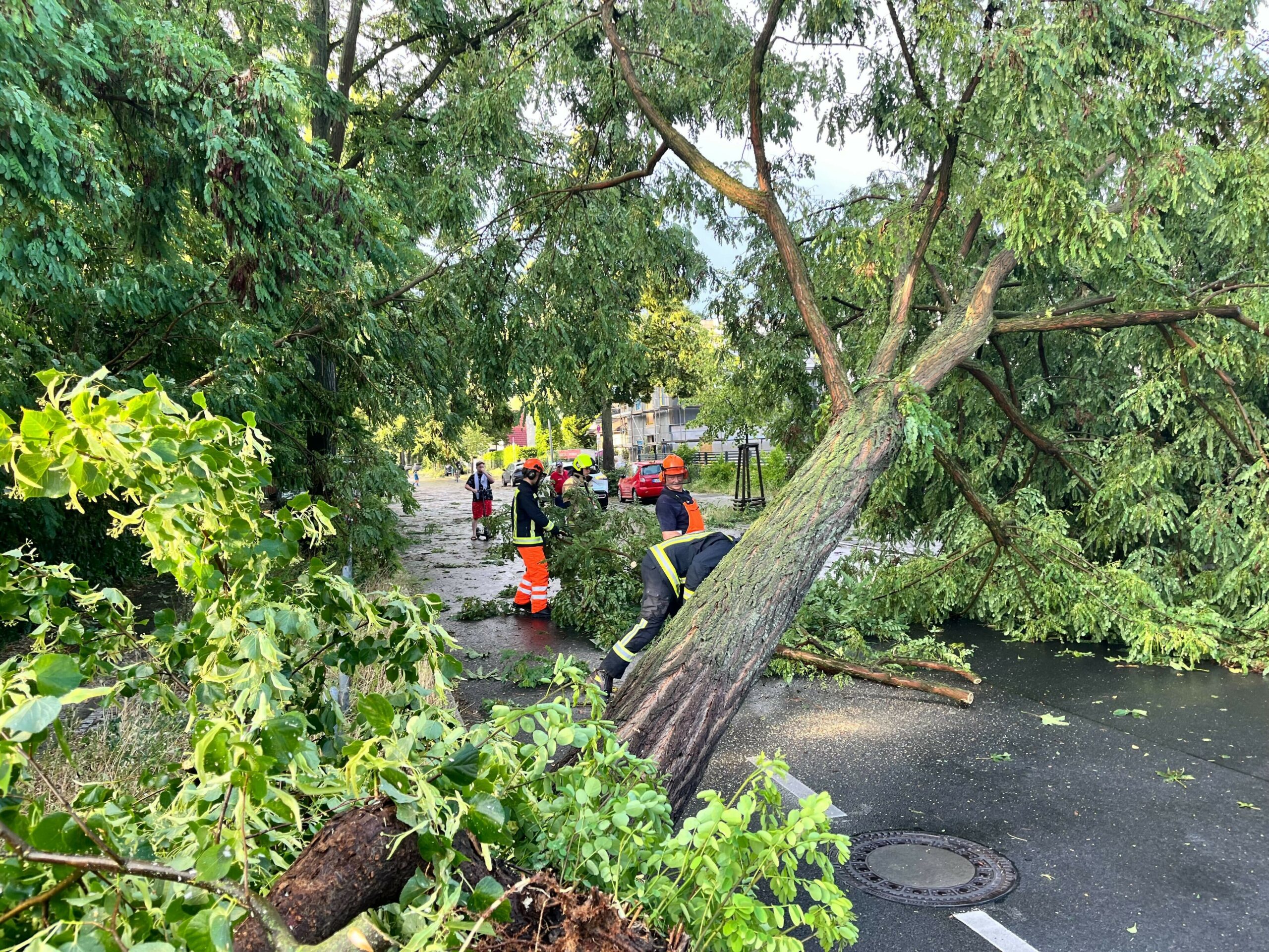 Einsatzkräfte der Feuerwehr arbeiten im Berliner Stadtteil Heiligensee an einem durch schwere Böen entwurzelten Baum.