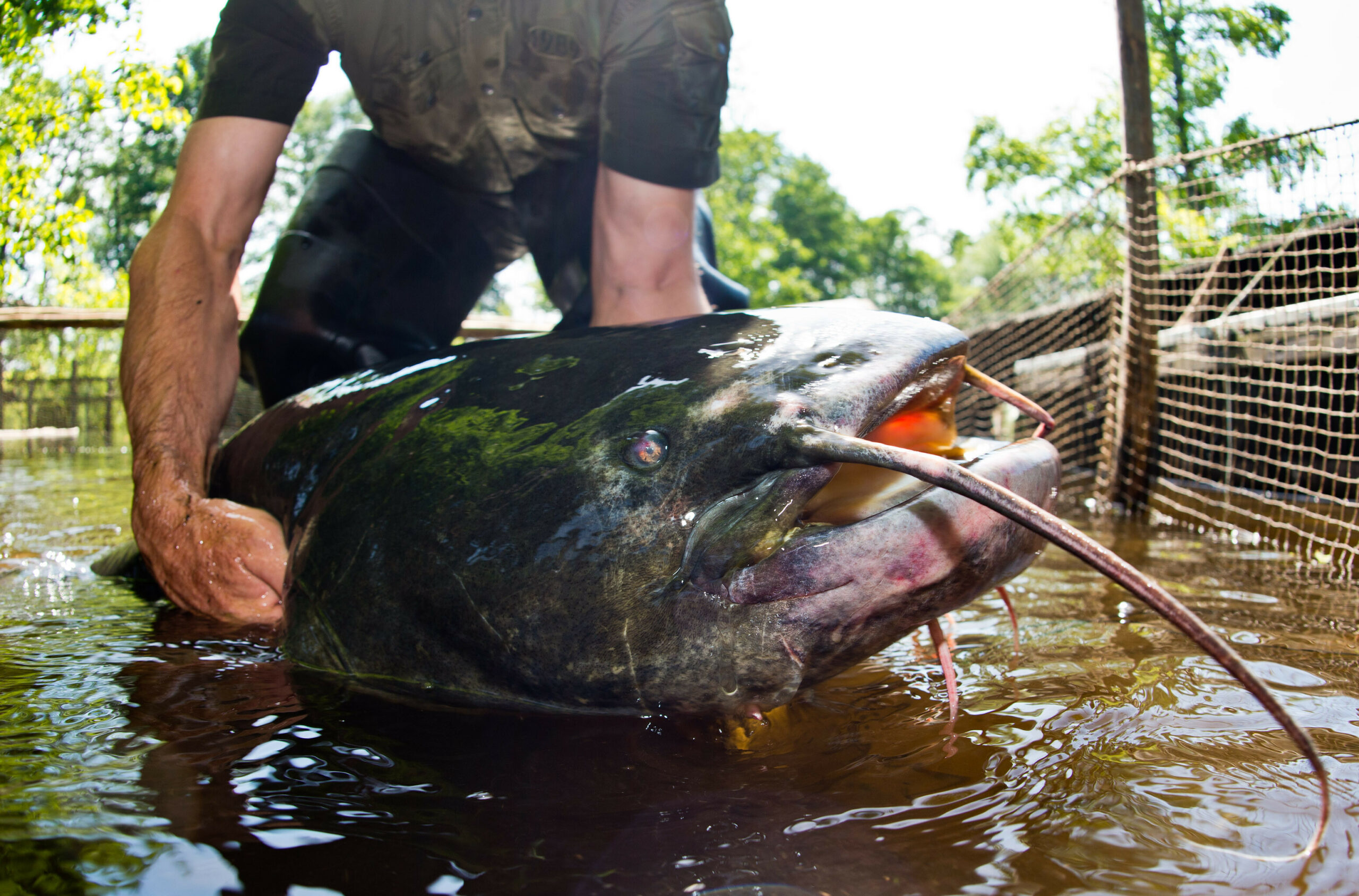 Mann hält einen riesigen Fisch