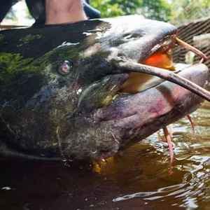 Mann hält einen riesigen Fisch