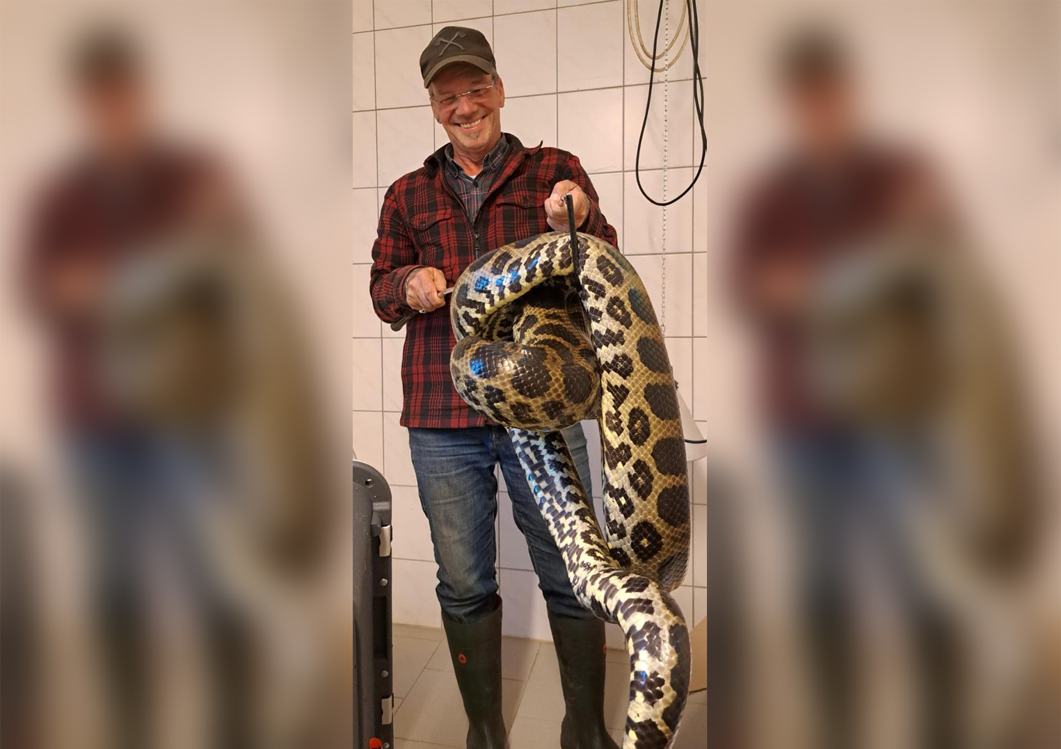 Christian Erdmann, Leiter des Wildtier- und Artenschutzzentrums in Klein Offenseth-Sparrieshoop, mit Ben, der Gelben Anakonda, die in Quickborn gefunden wurde.
