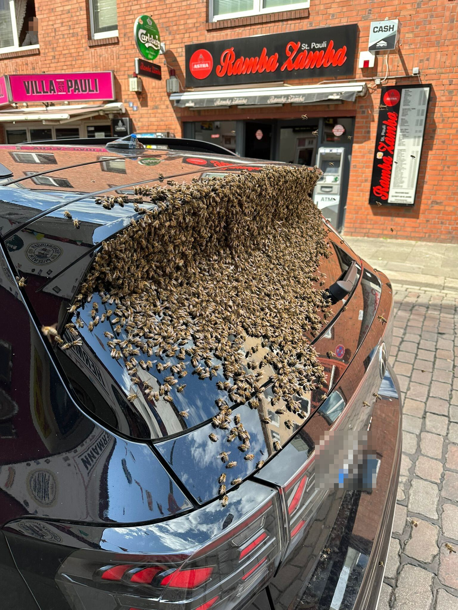 Ein Bienenschwarm befällt ein Auto auf St. Pauli
