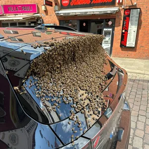 Ein Bienenschwarm befällt ein Auto auf St. Pauli