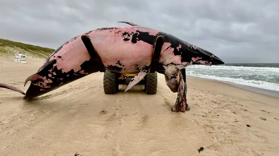 Wal auf Sylt
