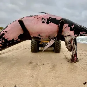 Wal auf Sylt