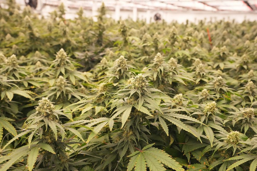 Cannabis-Plantage (Symbolbild).