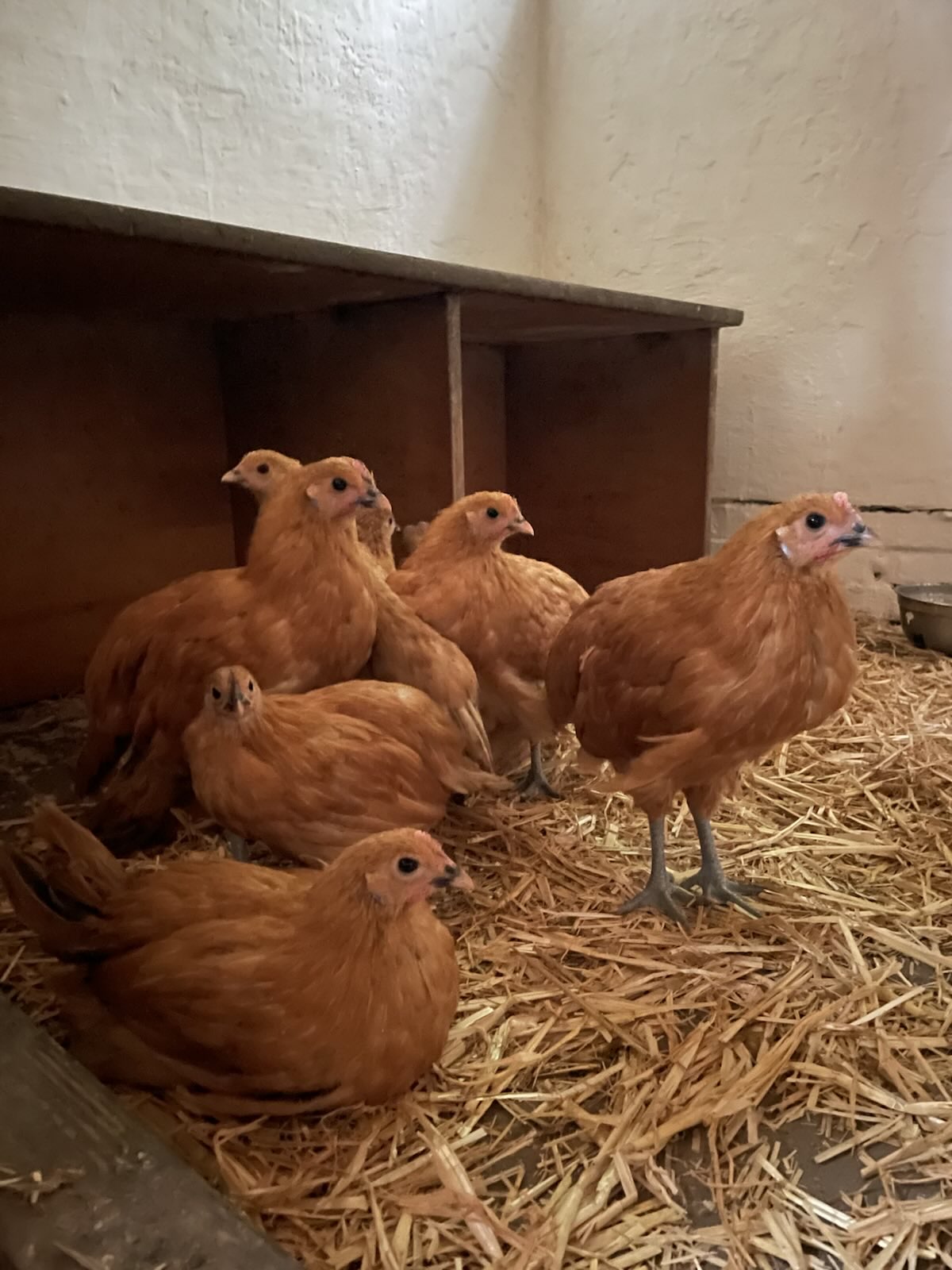 Die neuen Hühner auf Gut Karlshöhe