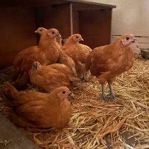 Die neuen Hühner auf Gut Karlshöhe