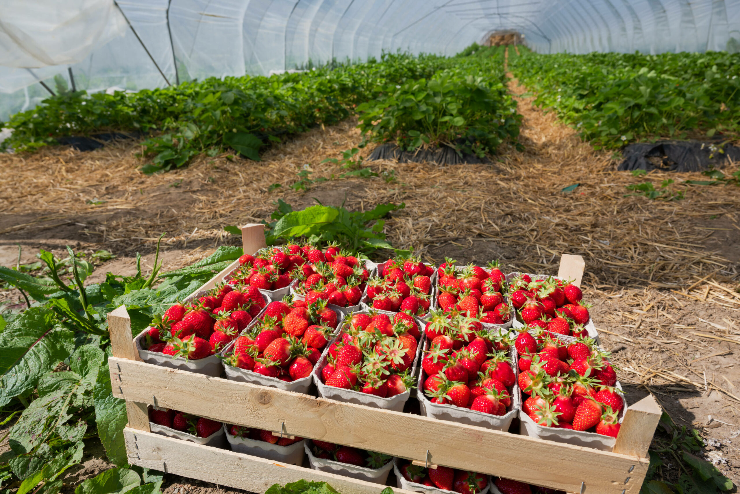 Erdbeeren auf dem Gut Steinwehr in Schleswig-Holstein