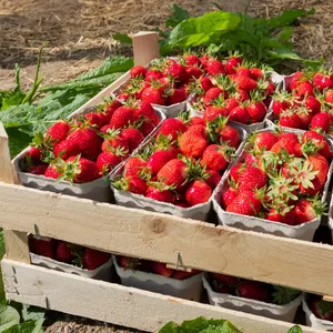 Erdbeeren auf dem Gut Steinwehr in Schleswig-Holstein