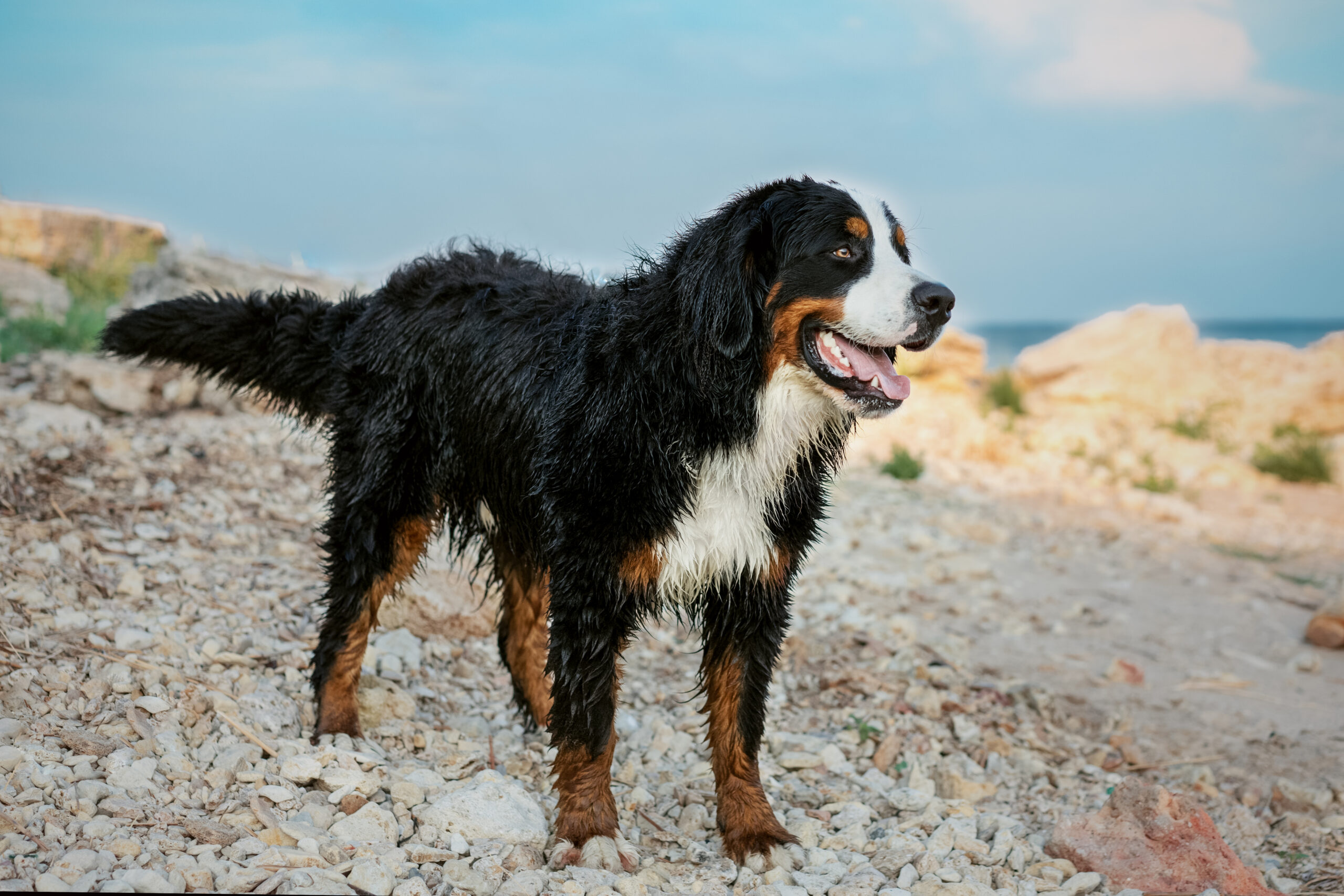 Ein Berner Sennenhund