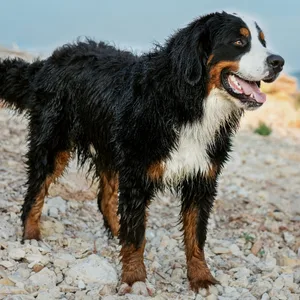 Ein Berner Sennenhund