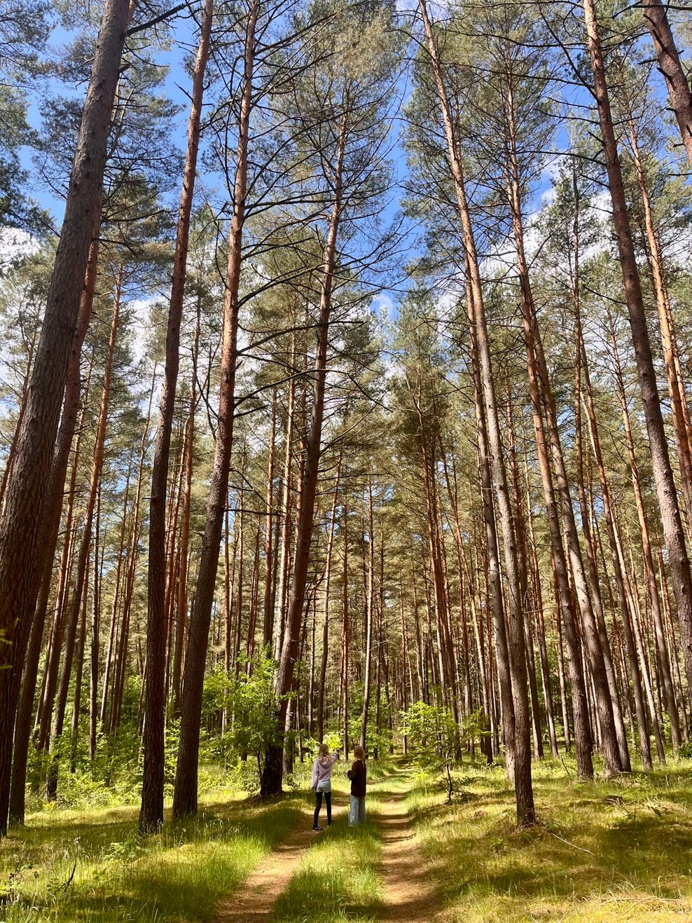 Wald