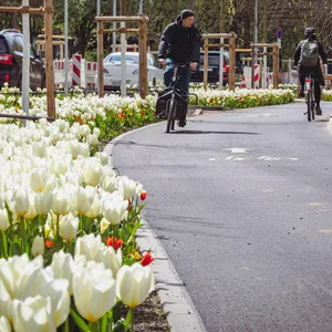Die Louise-Schroeder-Straße nach dem Umbau: Viel Grün, ein großzügig dimensionierter Fahrradweg – und trotzdem genug Platz für Autos.