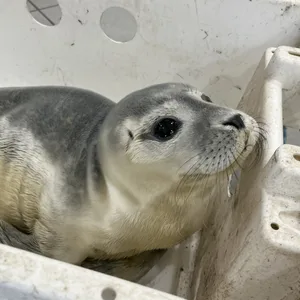 Die Feuerwehr hat einen jungen Seehund auf der Deichpromenade in Bremerhaven gerettet.