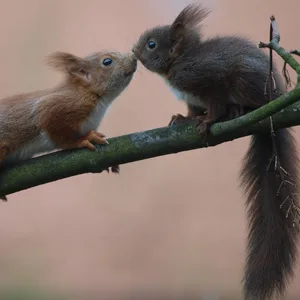 Zwei Eichhörnchen