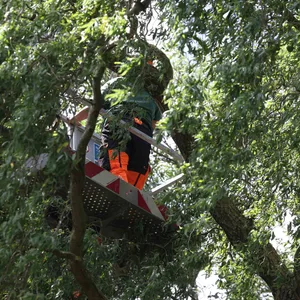 Die Frau steht in dem Korb. Um sie herum sind Äste.