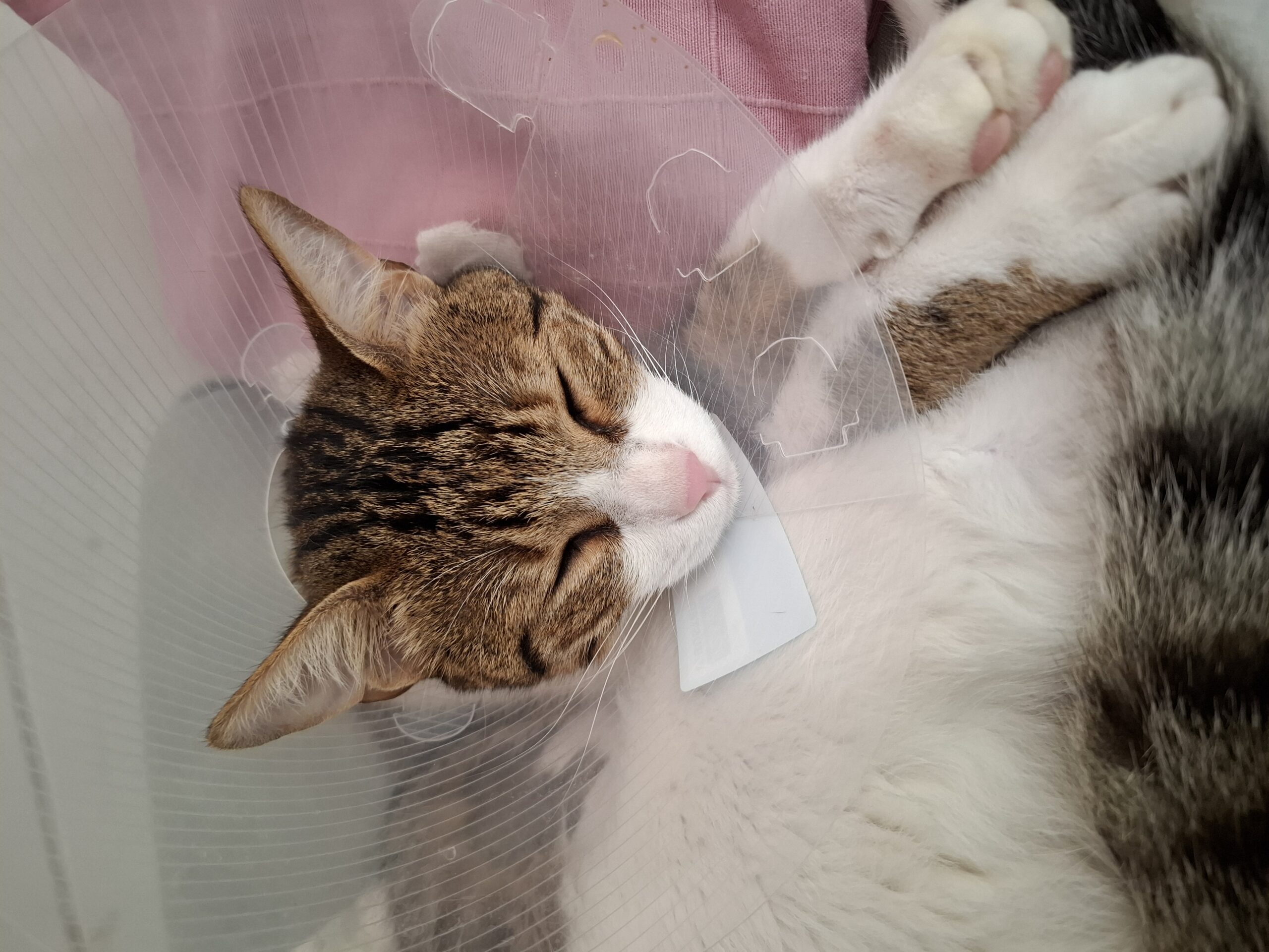 Wurde angeschossen: Kater „Pan“ nach der OP