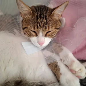 Wurde angeschossen: Kater „Pan“ nach der OP