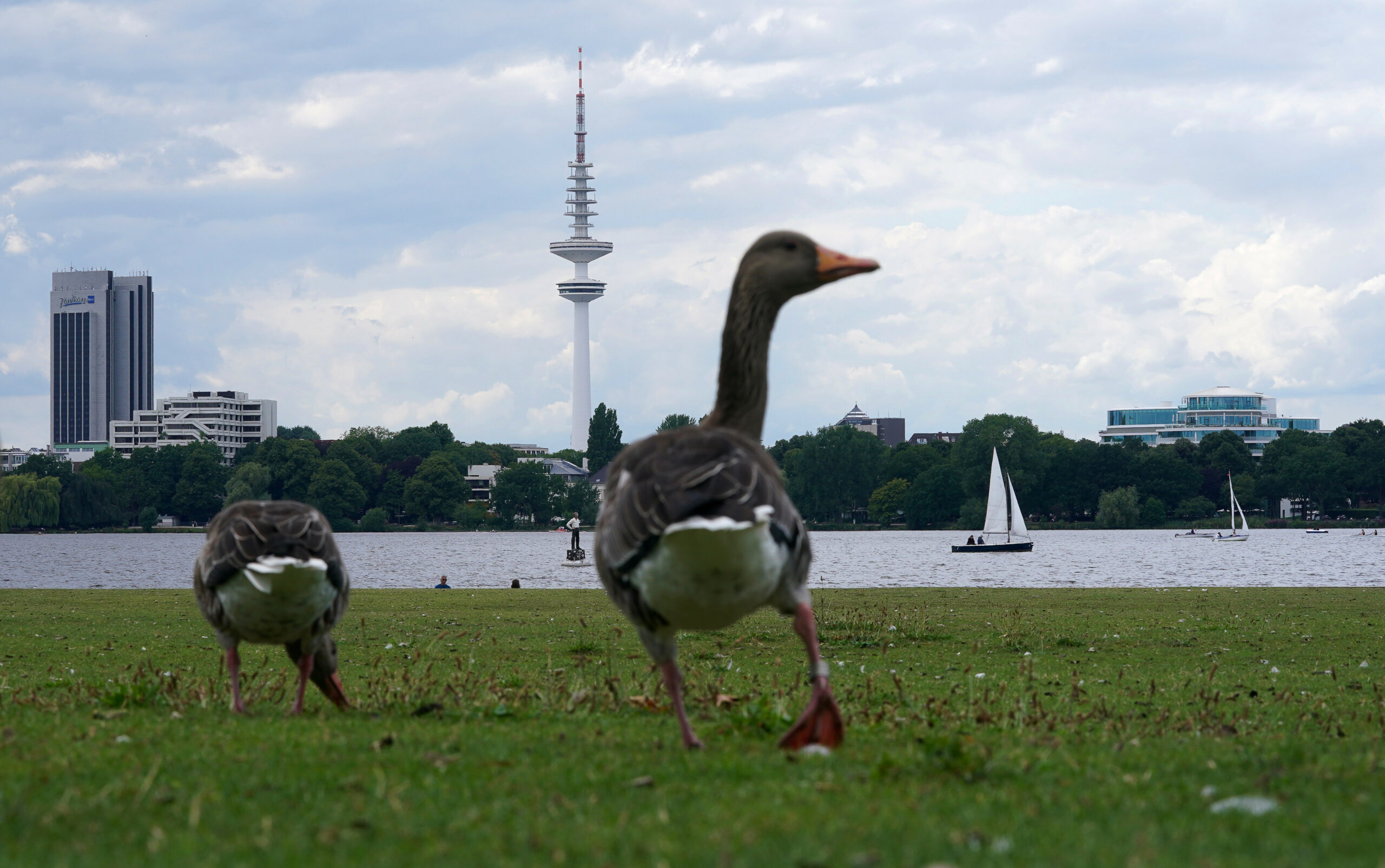 Zwei Gänse an der Binnenalster