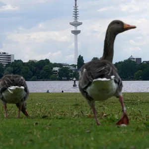 Zwei Gänse an der Binnenalster