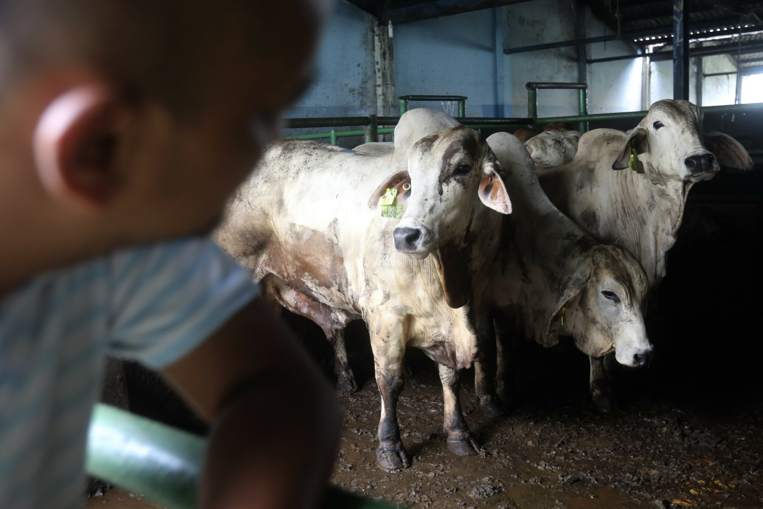 Rinder mit „Lumpy Skin Disease“