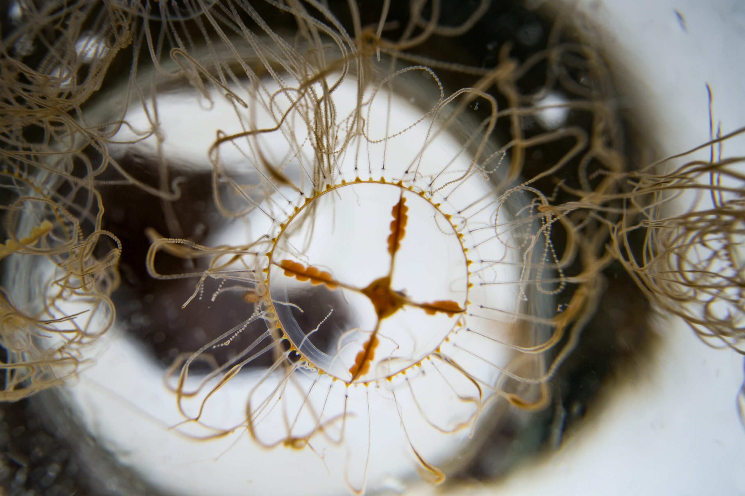 Eine Klammerqualle im Glas