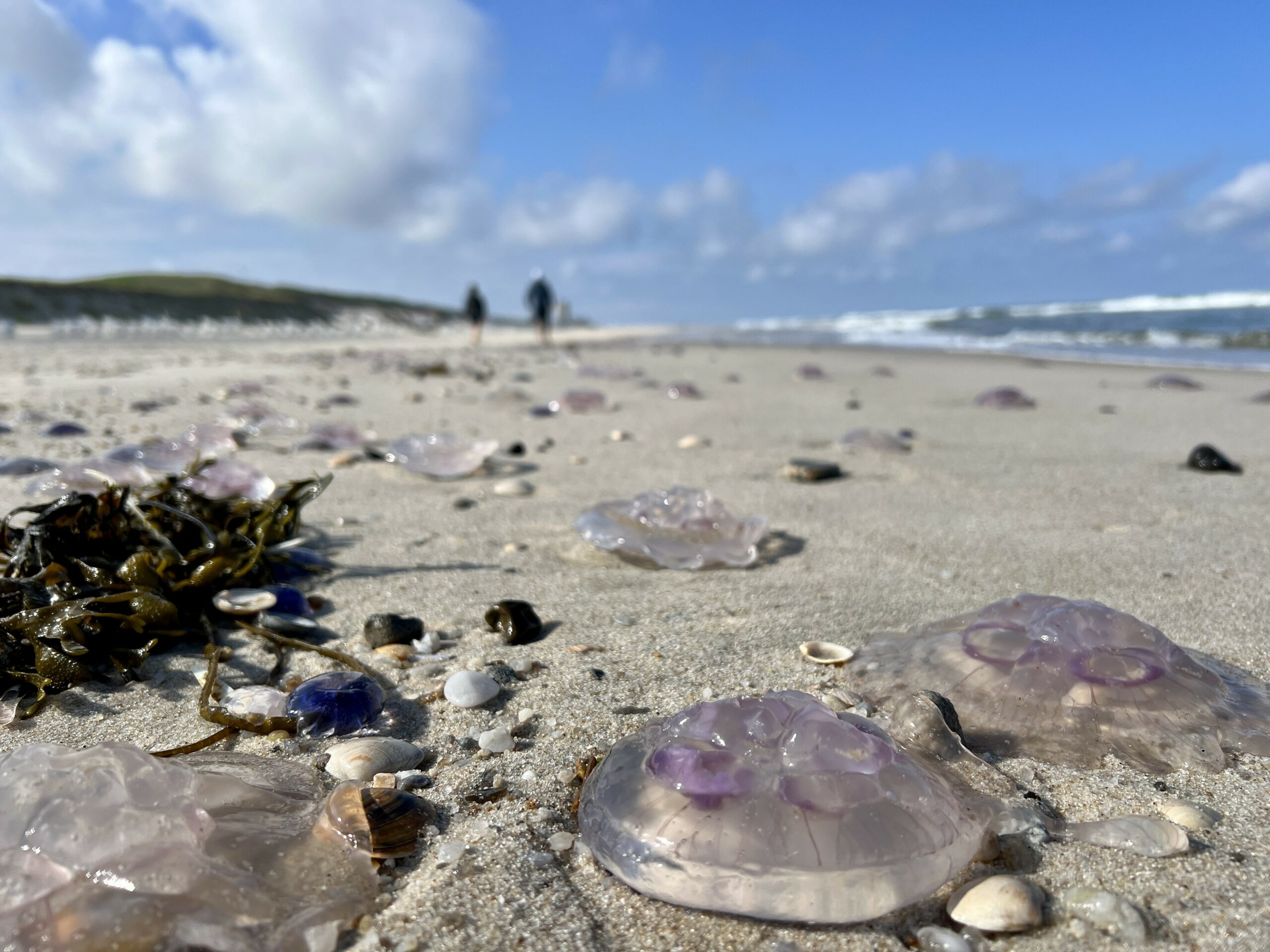Dutzende toter Quallen liegen am Strand von Sylt.