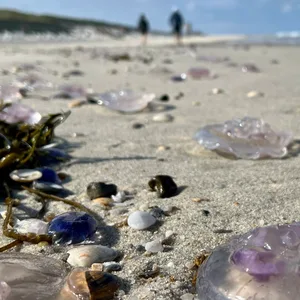Dutzende toter Quallen liegen am Strand von Sylt.